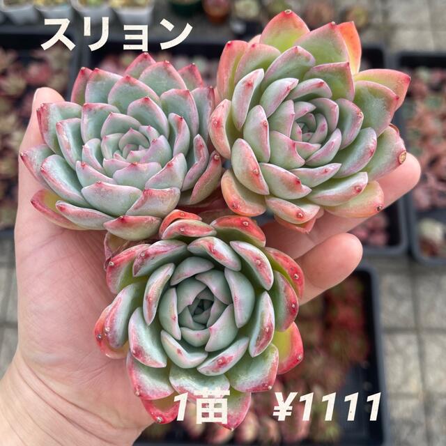 大人気】エケベリア スリョン 多肉植物 韓国苗 カット苗の通販 大人気】エケベリア スリョン 多肉植物 韓国苗 カット苗の通販