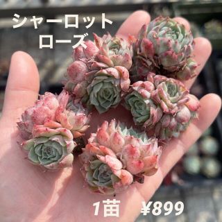 【大特価】エケベリア　シャーロットローズ　群生　多肉植物　韓国苗　カット苗(その他)