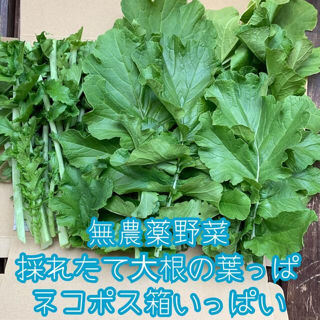 本日限定価格！無農薬野菜＊採れたて大根の葉っぱ＊ネコポス箱いっぱい✳︎大根菜＊ 食品/飲料/酒の食品(野菜)の商品写真