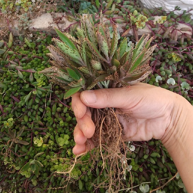 ★お値下げ★多肉植物  不死鳥 抜き苗ブーケ ハンドメイドのフラワー/ガーデン(その他)の商品写真