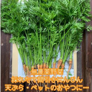 無農薬野菜＊採れたて間引きにんじん＊本体付きにんじんの葉っぱ＊ネコポス＊(野菜)