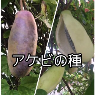 アケビの種  大実紫アケビ(三葉） バナナアケビ(三葉）種 各30粒(フルーツ)