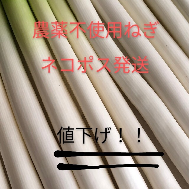 長ネギ〜農薬不使用ねぎ〜　　　ネコポス発送!! 食品/飲料/酒の食品(野菜)の商品写真
