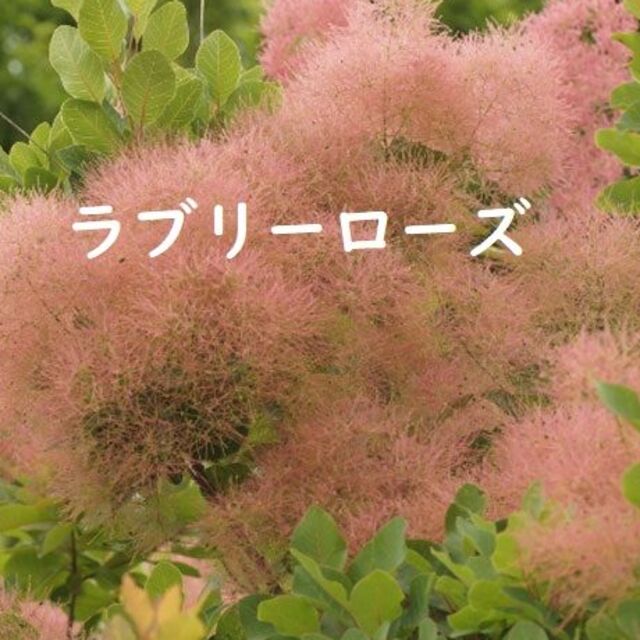 紅葉中スモークツリー　ラブリーローズ　花付きの良い矮性タイプ花色が優しい♪ ハンドメイドのフラワー/ガーデン(プランター)の商品写真