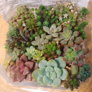 ●多肉植物カット苗(その他)