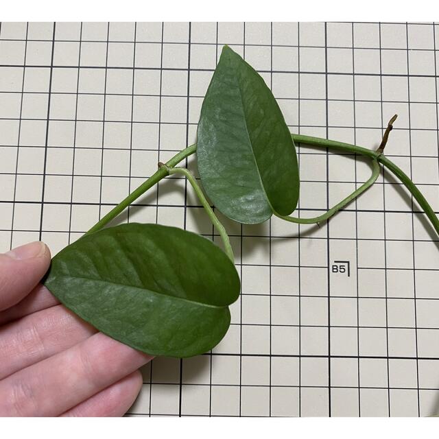 観葉植物】希少ポトス☆セブブルー〈カット苗〉①の通販 by クラフト