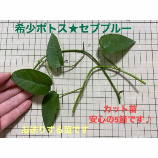 【観葉植物】希少ポトス★セブブルー〈カット苗〉①(その他)