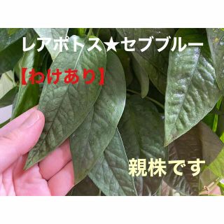 入手困難 希少 エピプレムピナツム セブブルー 超特大ロング 親株