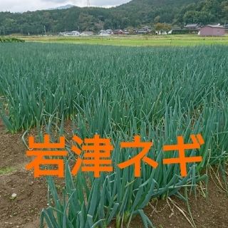 岩津ネギ(M・MMサイズ)(野菜)