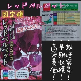 レッドベルベット アマランサスベビーリーフ 固定種 野菜の種 ハーブの種 種(野菜)