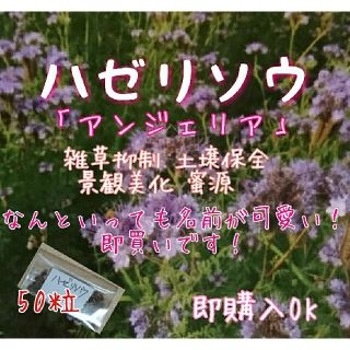 ハゼリソウ アンジェリア 緑肥 雑草抑制 害虫防除 野菜の種 景観美化 土壌改良(野菜)