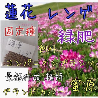 蓮花 レンゲ 緑肥 固定種 野菜の種 ハーブの種 家庭菜園 自然農 草マルチ(野菜)