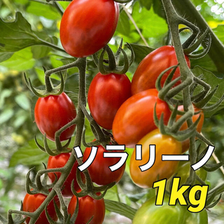 栃木県産　農園直送　プリッとコクうま　ミニトマト　ソラリーノ　1kg(野菜)