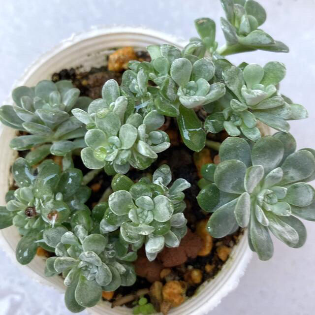 多肉植物✴︎白雪ミセバヤ　抜き苗 ハンドメイドのフラワー/ガーデン(プランター)の商品写真