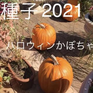 ハロウィンカボチャ　種子 7粒(その他)