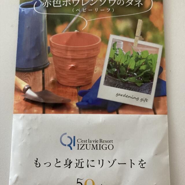 【新品未開封】タキイの野菜種　ベビーリーフ　赤色ほうれん草 食品/飲料/酒の食品(野菜)の商品写真