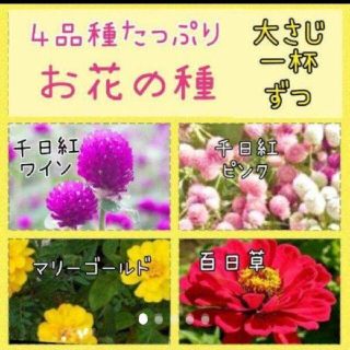 お花の種４品種たっぷりset(その他)