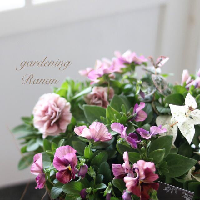 お花の贈り物❁花日和さんのホイップマカロン＆ビオラしんしん ハンドメイドのフラワー/ガーデン(プランター)の商品写真