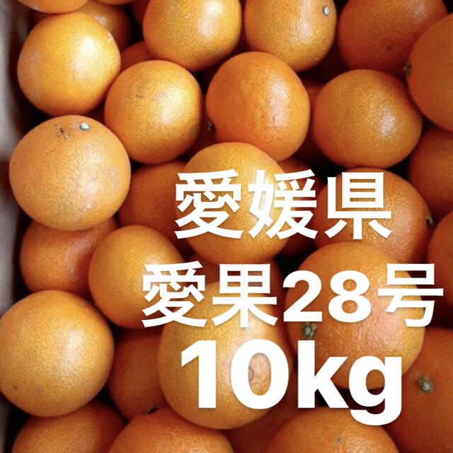 愛媛県 愛果28号 10kg - フルーツ