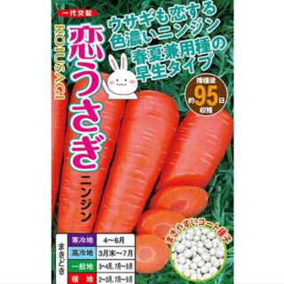 恋うさぎ人参の種 50粒  うさぎも恋する色濃い人参(野菜)