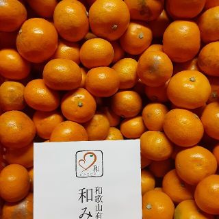 和歌山県有田産　マルチ栽培　小粒わけありみかん5kg(フルーツ)