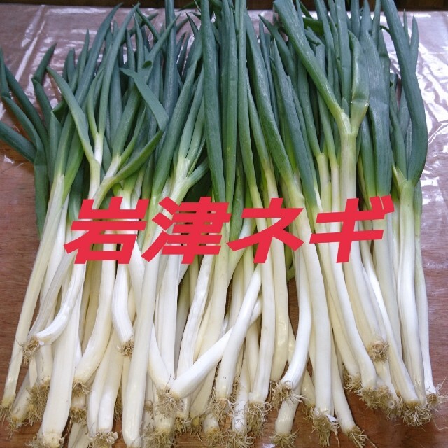岩津ネギ(M・MMサイズ) 食品/飲料/酒の食品(野菜)の商品写真