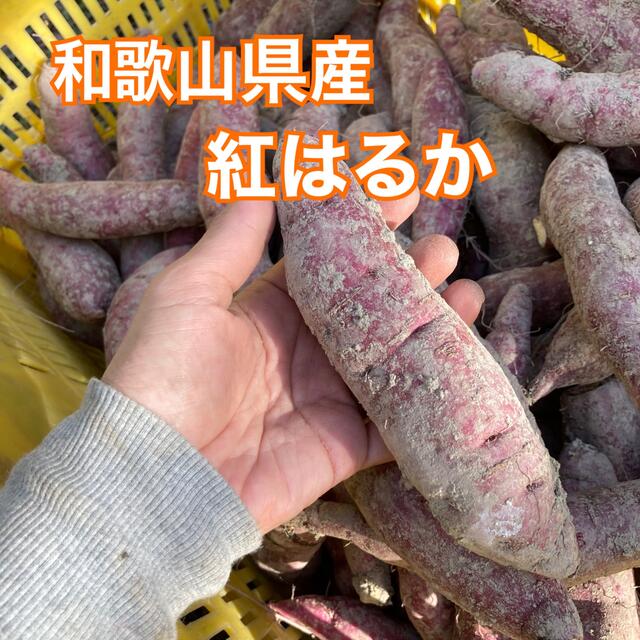 和歌山県産★紅はるか おやつさつまいも 5キロ 2S〜Mサイズ★甘くて美味しい 食品/飲料/酒の食品(野菜)の商品写真