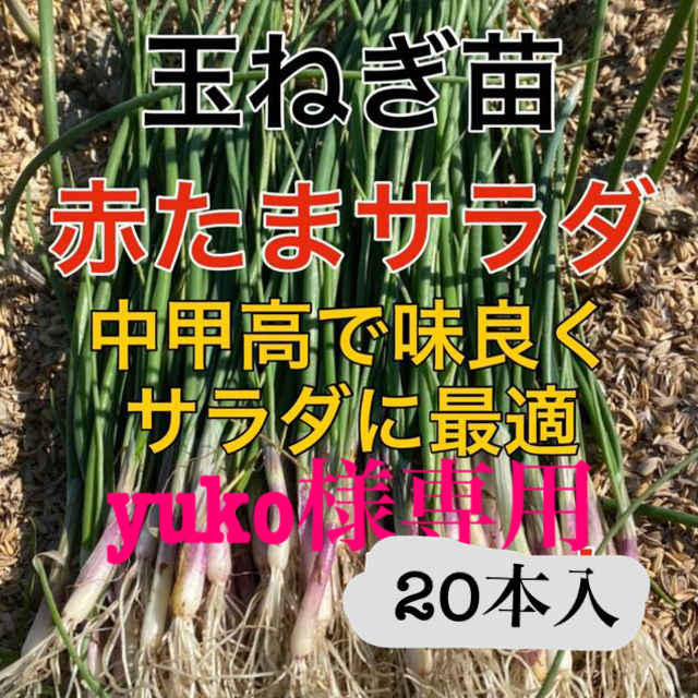 血液サラサラ‼️赤玉葱苗引き立てをお届け❗️ 食品/飲料/酒の食品(野菜)の商品写真