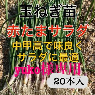 血液サラサラ‼️赤玉葱苗引き立てをお届け❗️(野菜)