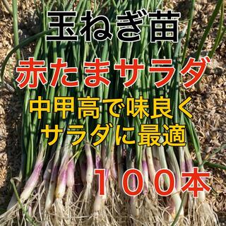 栄養たっぷり‼️赤玉葱苗100本入❗️(野菜)