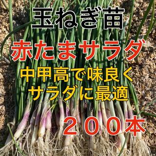 栄養満点‼️赤玉葱苗200本をお届け❗️(野菜)