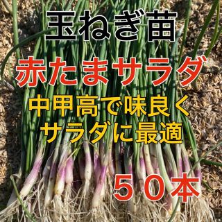 【血液サラサラ‼️赤玉葱苗50本入り】(野菜)