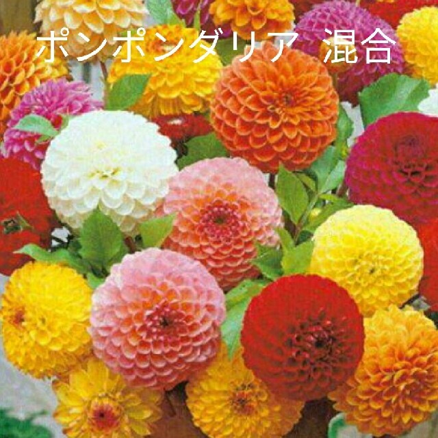 ダリア  ポンポン咲き 混合 20粒  花種 ハンドメイドのフラワー/ガーデン(プランター)の商品写真