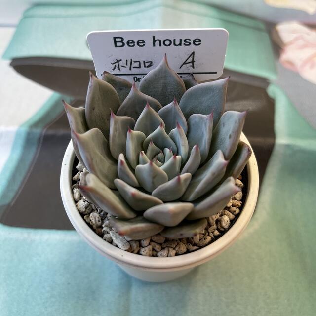 多肉植物 エケベリア Beehouse ホリコロ×A