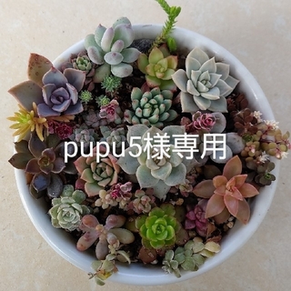 pupu5様専用(その他)