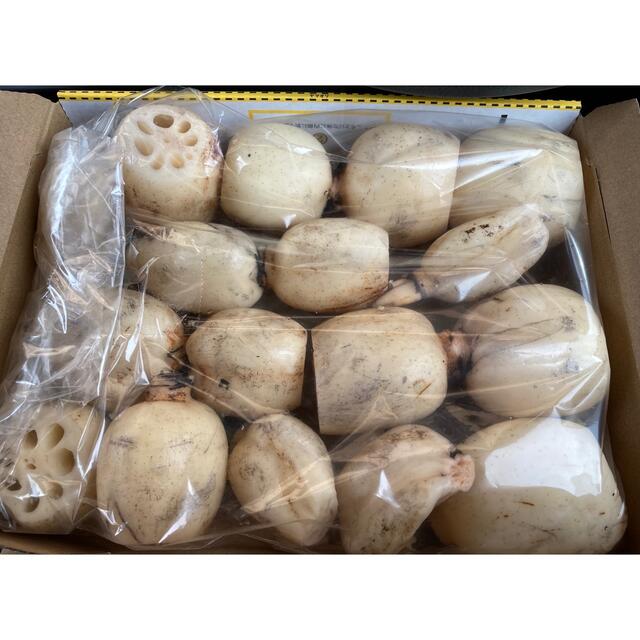 使い勝手の良い】 1kg れんこん 茨城県産 蓮根 堀り取り当日発送 millenniumkosovo.org