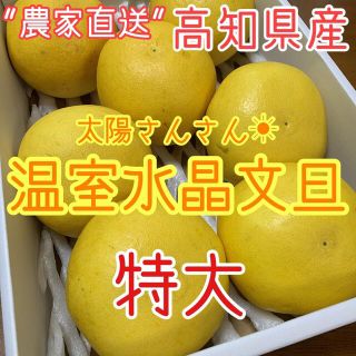 【訳あり品】高知県産 高級温室水晶文旦 ぶんたん　6玉(フルーツ)