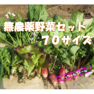 冬を感じる野菜セット　冬野菜の詰め合わせ　７０サイズ　１月３日以降の発送(野菜)