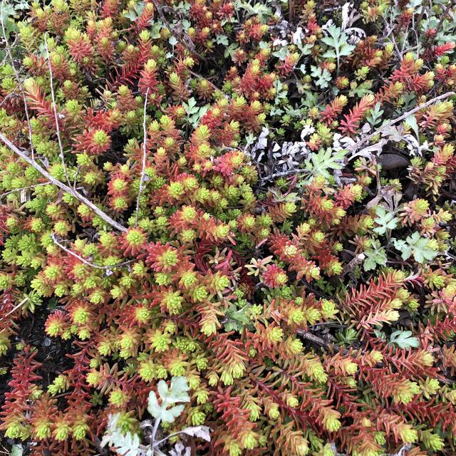 ☆多肉植物☆ セダム　紅葉　クラシーノ　カット苗　10本　╰(*´︶`*)╯♡ ハンドメイドのフラワー/ガーデン(プランター)の商品写真