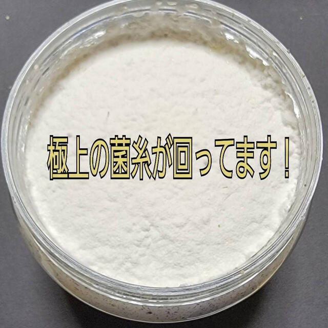 特選カワラタケ菌糸瓶【12本】タランドゥス、オウゴンオニ、レギウスに