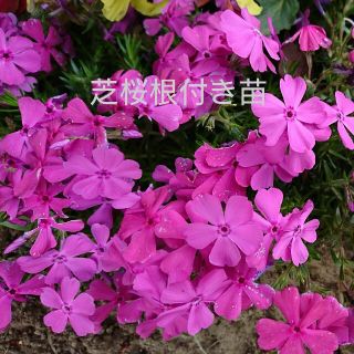 芝桜苗ピンク(プランター)