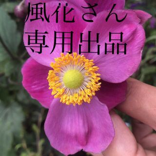 風花さん専用出品　秋明菊　綿毛3つ分ずつ100粒以上　ダイアナ　白(その他)