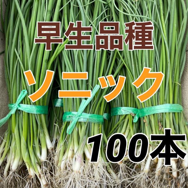 収穫が早くできる‼️早生玉葱苗100本入❗️ 食品/飲料/酒の食品(野菜)の商品写真