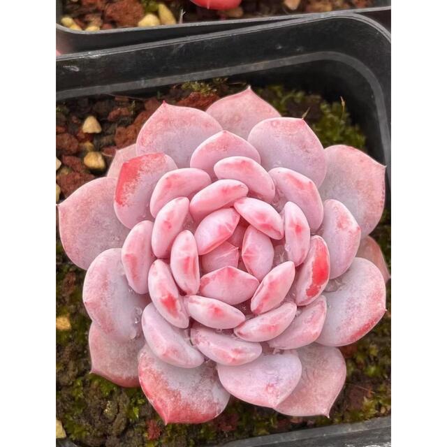 玉芙蓉 超高級苗 レア しっかり紅葉 中心ダイヤモンド 多肉植物-