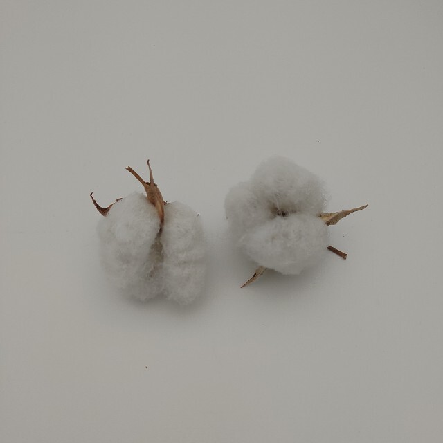 綿花　種　3種セット ハンドメイドのフラワー/ガーデン(その他)の商品写真