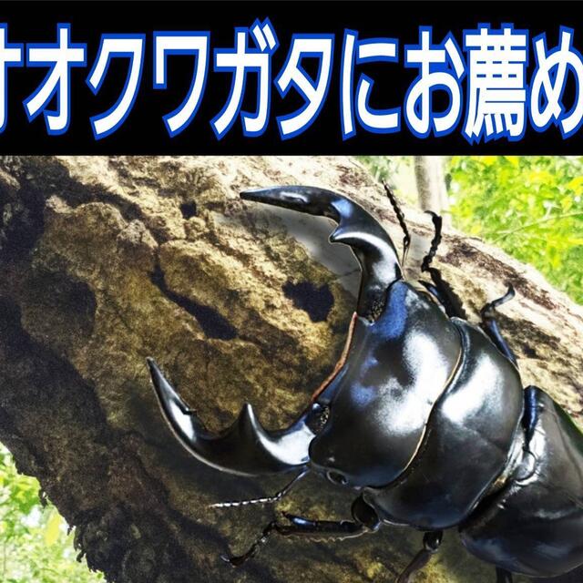 最強の菌糸ボトル【黒アワビタケ】4本セット☆オオクワ、ヒラタ、ニジイロに抜群！ 9
