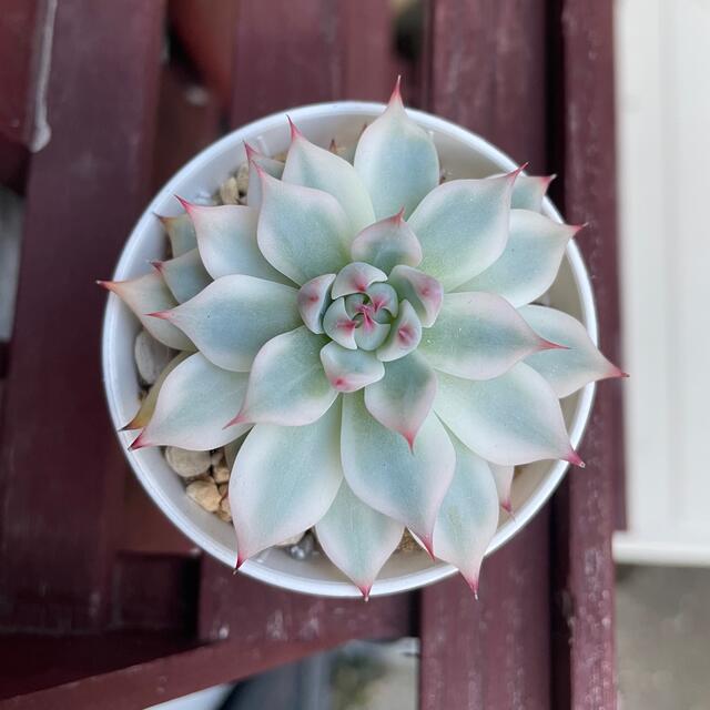 ハンドメイド多肉植物　チワワエンシス錦