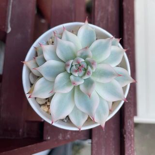 多肉植物　チワワエンシス錦　(その他)