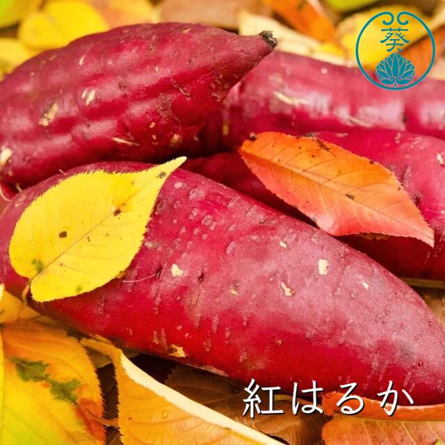 さつまいも3種食べくらべ『紅はるか』『安納芋』『シルクスイート』 食品/飲料/酒の食品(野菜)の商品写真