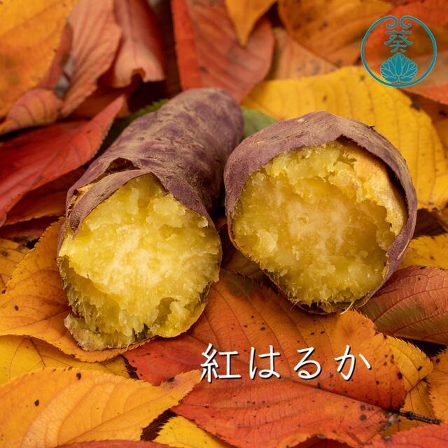 さつまいも3種食べくらべ『紅はるか』『安納芋』『シルクスイート』 食品/飲料/酒の食品(野菜)の商品写真